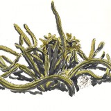Sour Pitaya Cactus, Baja, Mexico, 1987
watercolor 
24 x 18 inches (60.96 x 45.72 cm)